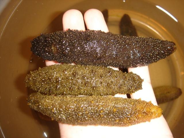大连沙坨子岛海洋生物科技有限公司